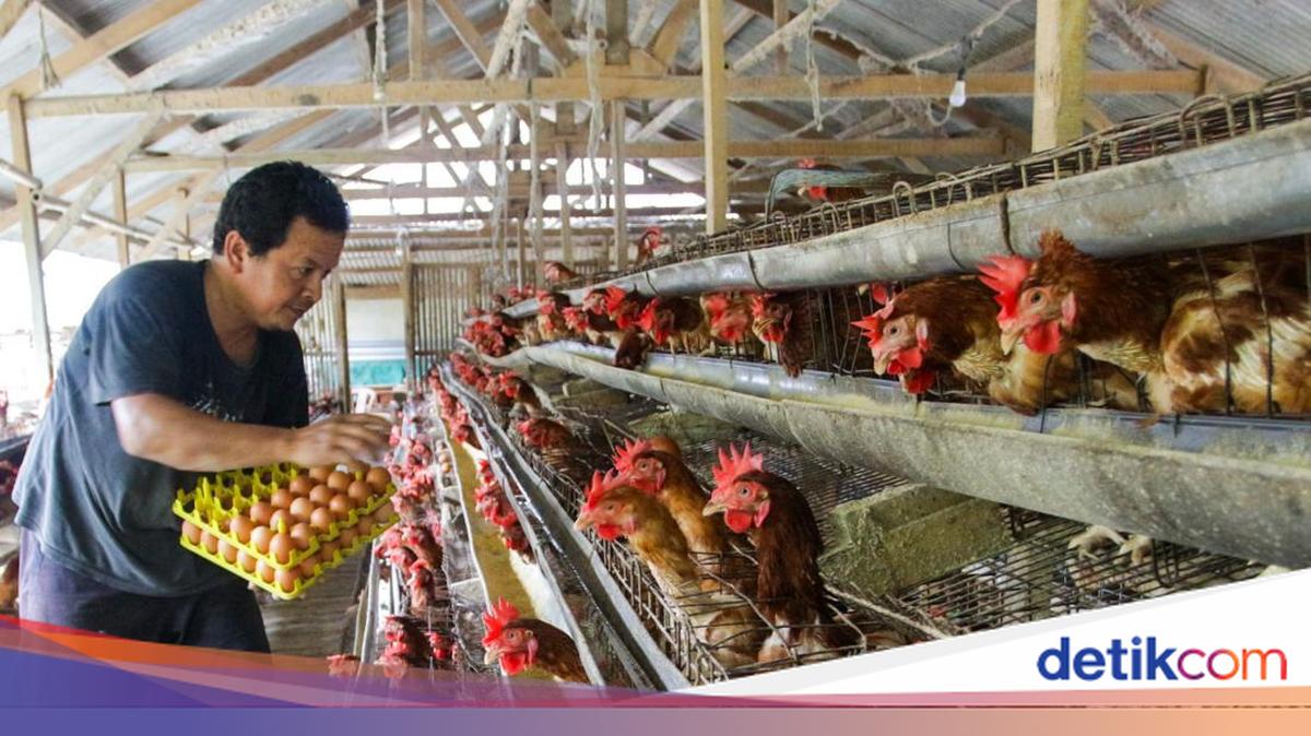 Kementan Sebut MBG Bikin Peternakan Ayam Makin Banyak