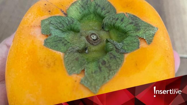 Buah Kaki, Sajian Musim Gugur Jepang yang Penuh Filosofi Kehidupan