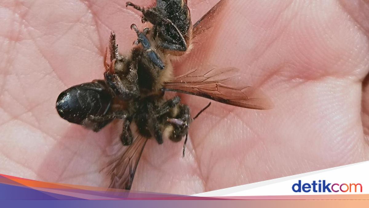 Ibu-Anak di Rumpin Bogor Diserang Tawon, Damkar Turun Tangan