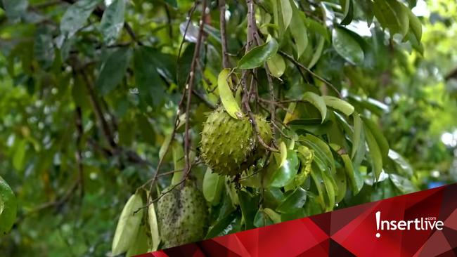 Tak Cuma Segar, Ini 5 Manfaat Buah Sirsak untuk Kesehatan
