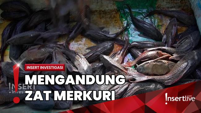 Berburu Ikan Sapu-sapu di Kali Ciliwung yang Dianggap Hama Sungai