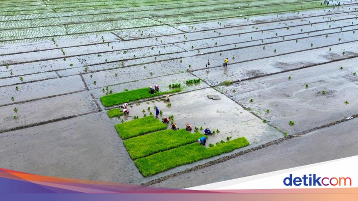Ri Swasembada Pangan Saat Lahan Sawah Menyusut, Ini Rahasianya