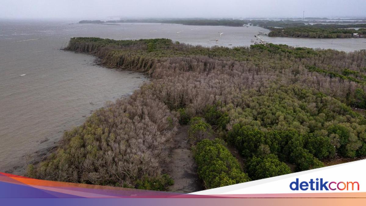 Potensi Serapan Karbon Biru RI Capai 10 Juta Ton per Tahun