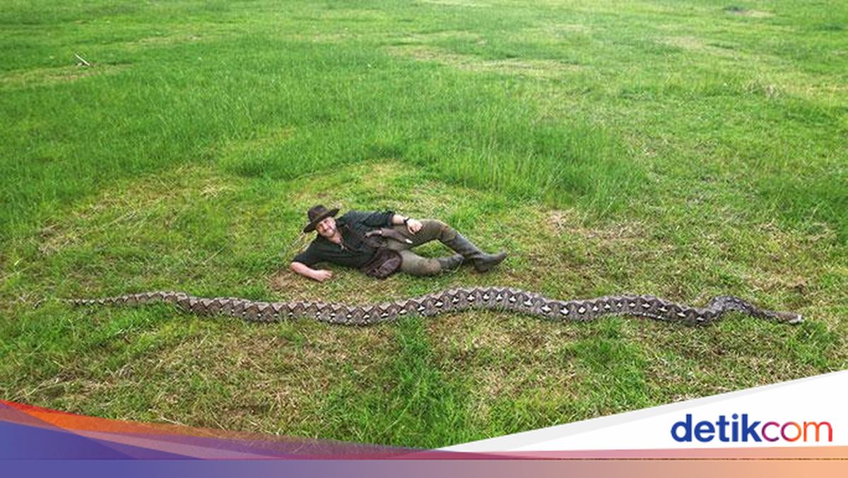 Ular Raksasa di Sulawesi Pecahkan Rekor, Ahli Yakin Ada yang Lebih Besar