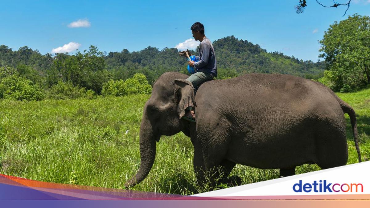 Gajah Memang Unik, Tapi Soal Menyembah Bulan Itu Hoax