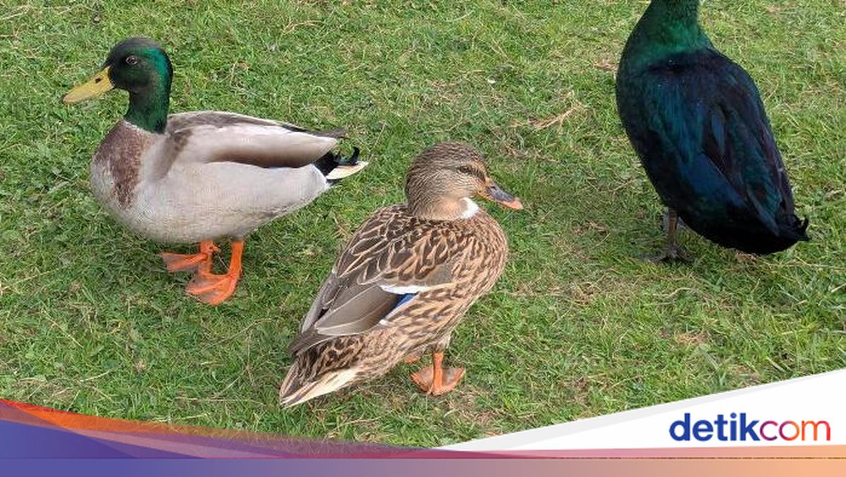10 Hewan dengan Palet Warna Terunik Sejagat