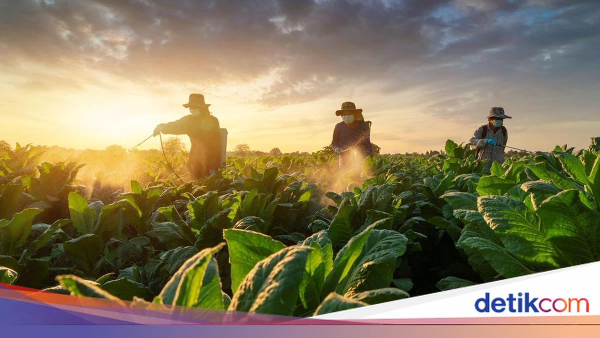 Rencana Larangan Bahan Tambahan Tembakau — Industri Kretek Terancam, Risiko PHK Massal