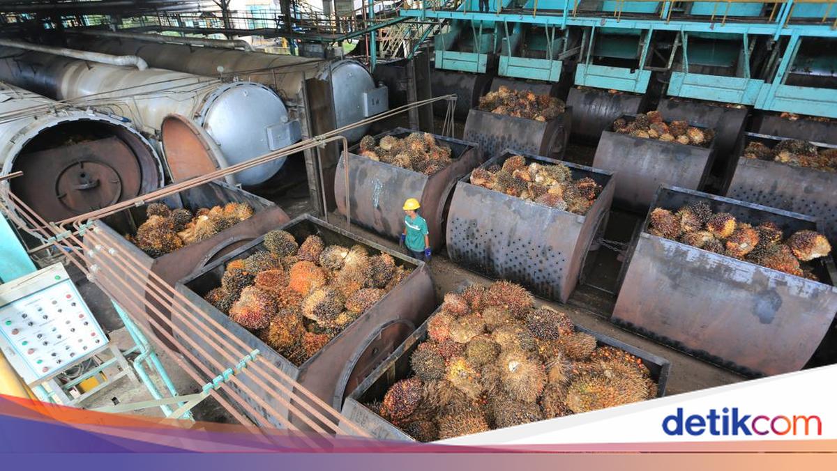 Harga Referensi CPO Terkerek Naik
