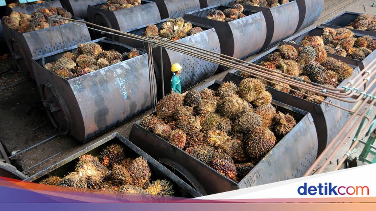 Petani Sawit Buka Suara soal Badan Eskpor, Ingatkan Potensi Monopoli