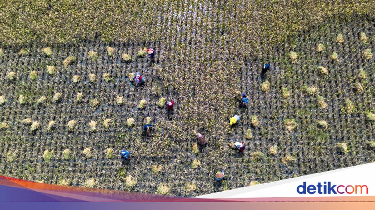 Panen Raya Dorong Kenaikan Produksi Padi Nasional