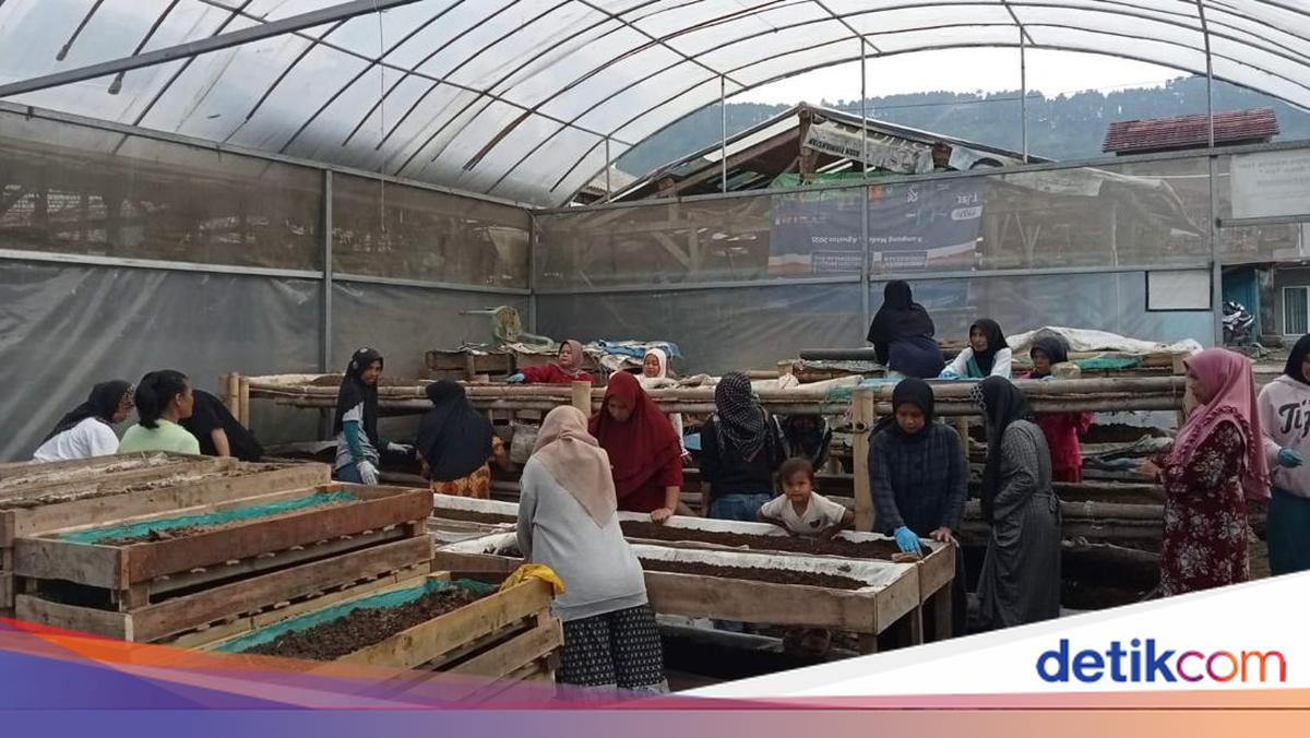 Kisah Nasabah PNM Mekaar Sulap Kotoran Sapi Jadi Sumber Ekonomi