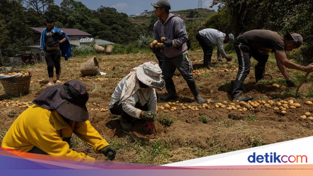 Harga Solar Naik, Petani Sayur Tertekan Biaya Distribusi