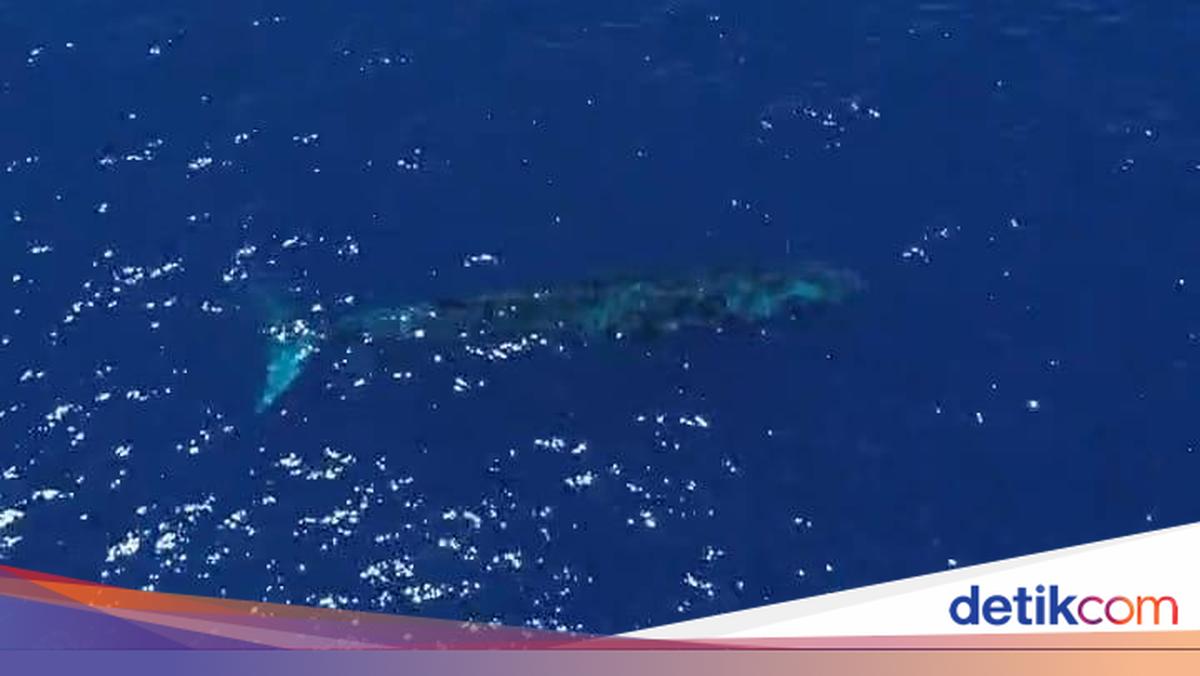 Viral Paus Biru 20 Meter Muncul di Laut Gorontalo