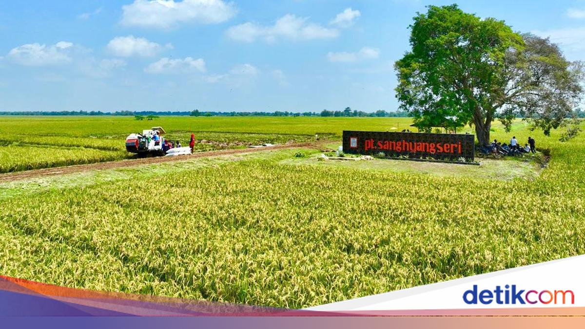 Produktivitas Padi dan Kedelai Mau Digenjot, Begini Caranya