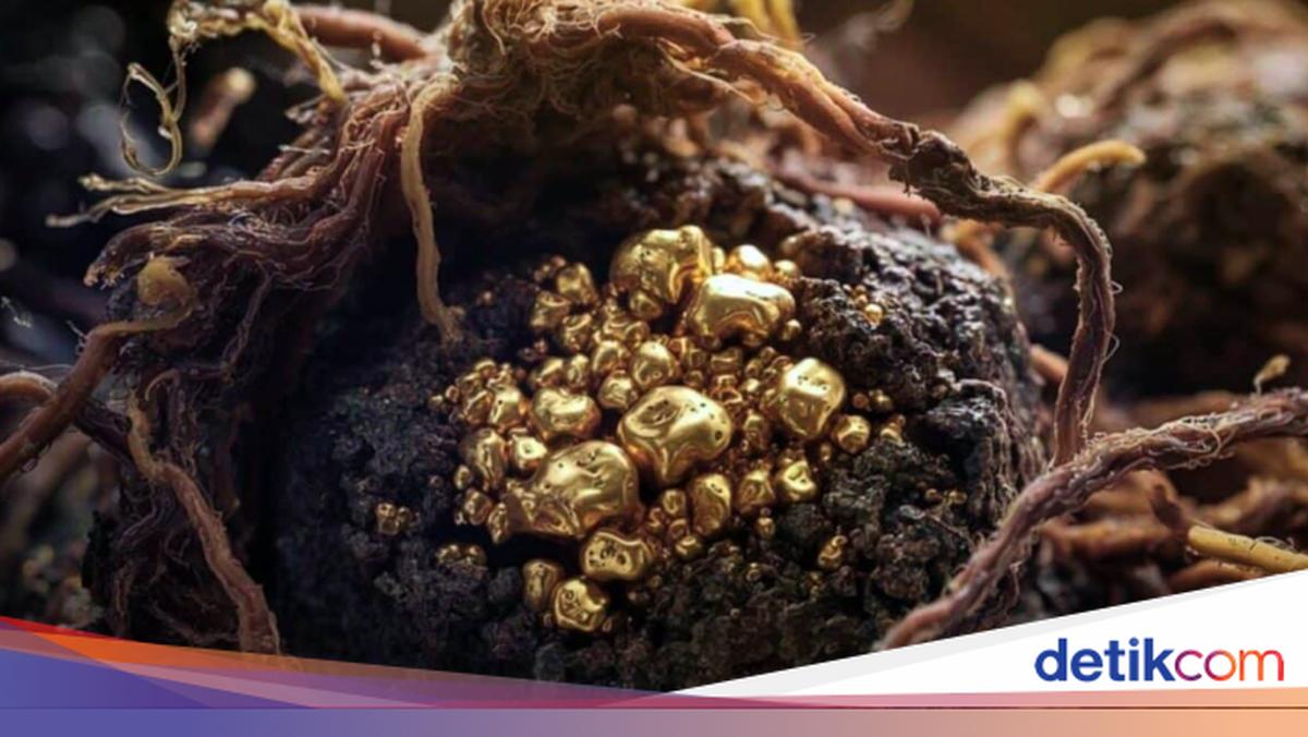 Jamur 'Makan Emas' Ditemukan, Berpotensi Dipakai Nambang di Luar Angkasa