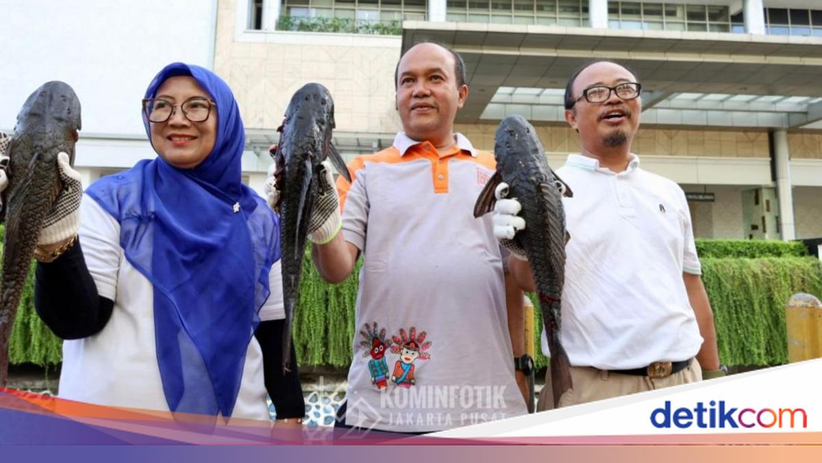 Ikan Sapu-sapu Dimakan di Amazon, Tapi Jangan Coba di Indonesia