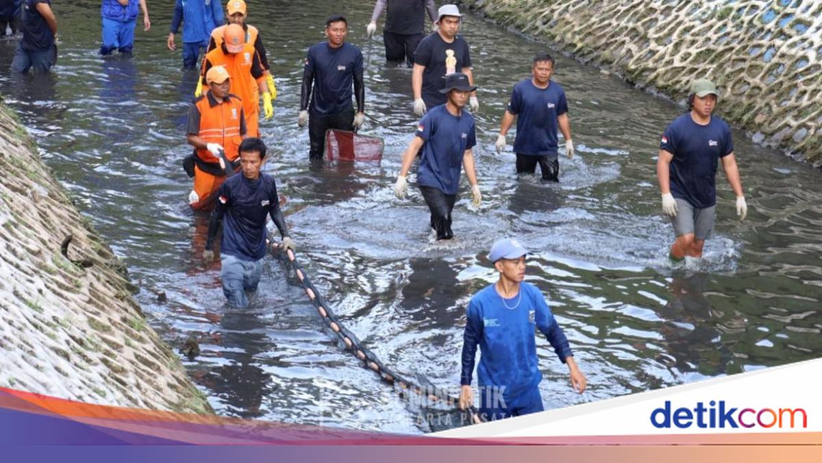 Penumpasan Ikan Sapu-sapu 'Si Predator' Diperluas