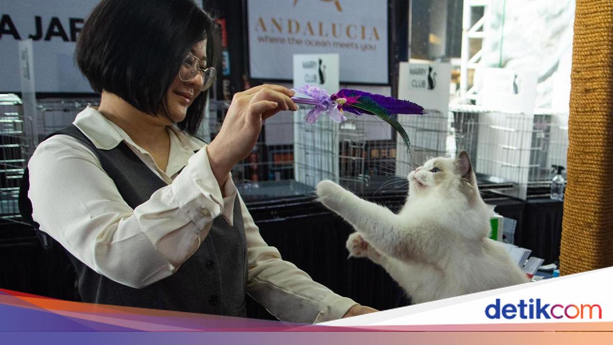 Ratusan Kucing Tampil di Shibuya International Cat Show
