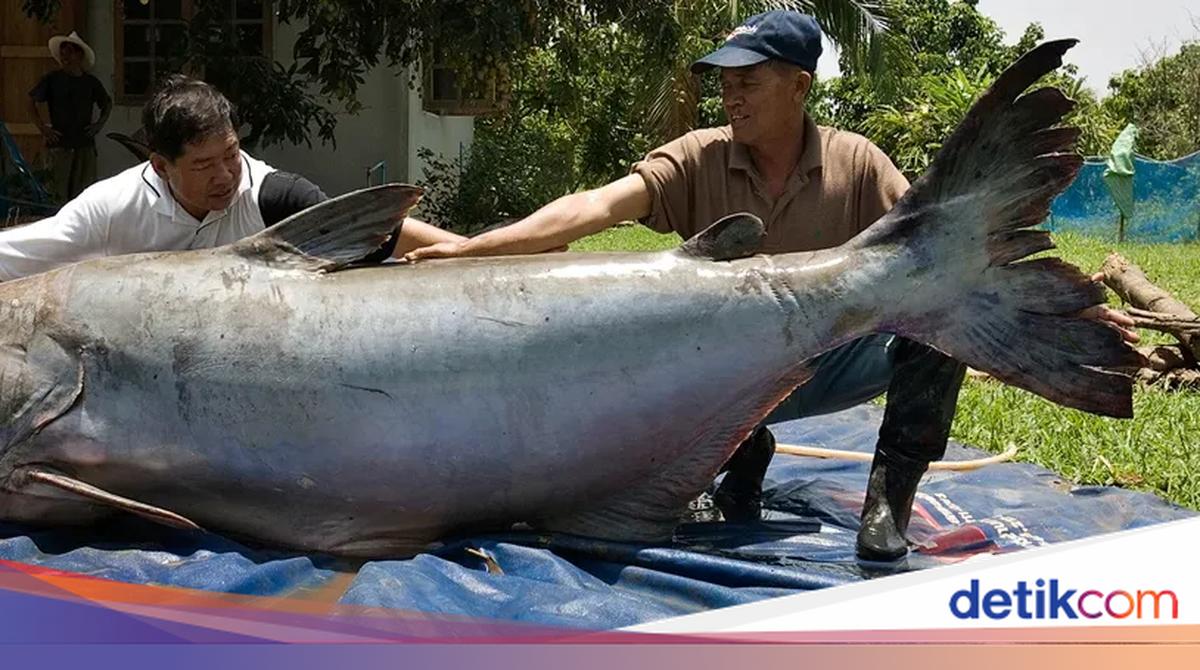 Kisah Penangkapan Lele Raksasa Sebesar Beruang Jadi Santapan Warga