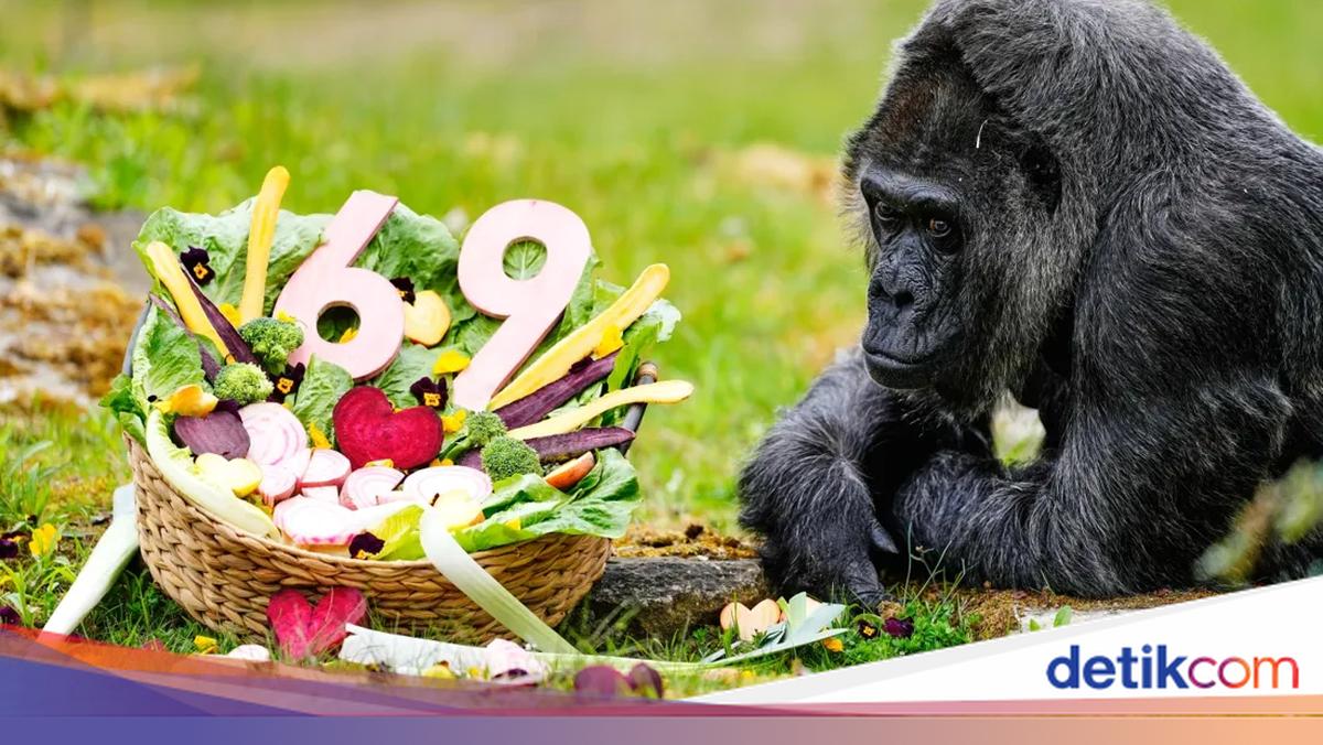 Fatou, Gorila Tertua di Dunia Rayakan Ultah ke-69 dengan Hidangan Sehat
