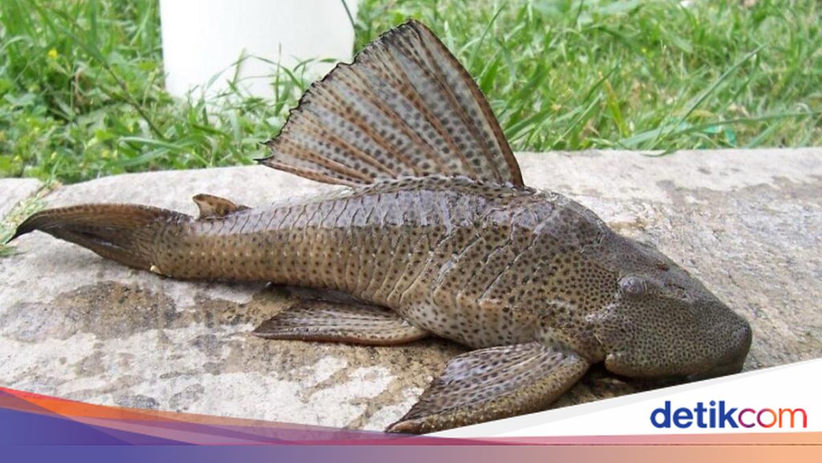 Ikan Sapu-sapu Bisa Dibudi Daya Seperti Ikan Lele, Asalkan....
