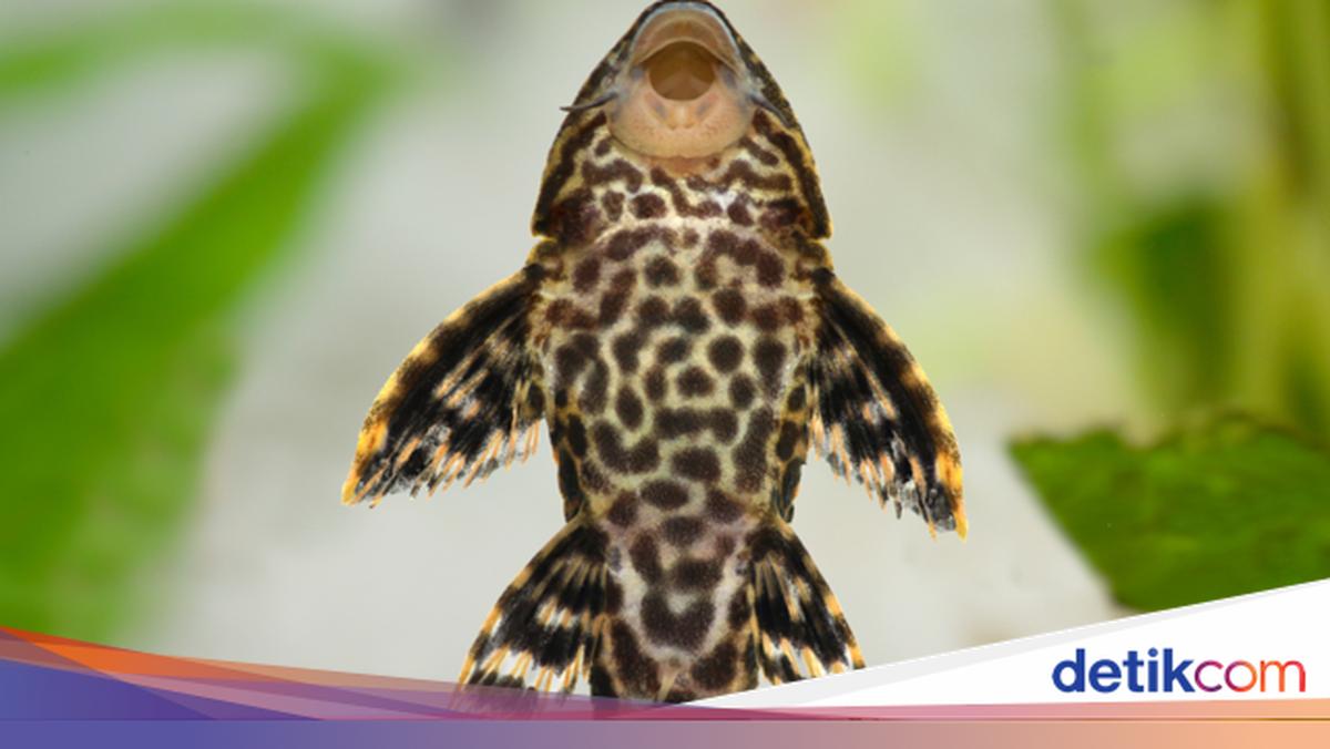 Ikan Sapu-sapu, Hewan Invasif yang Giat Dibasmi Pramono Anung