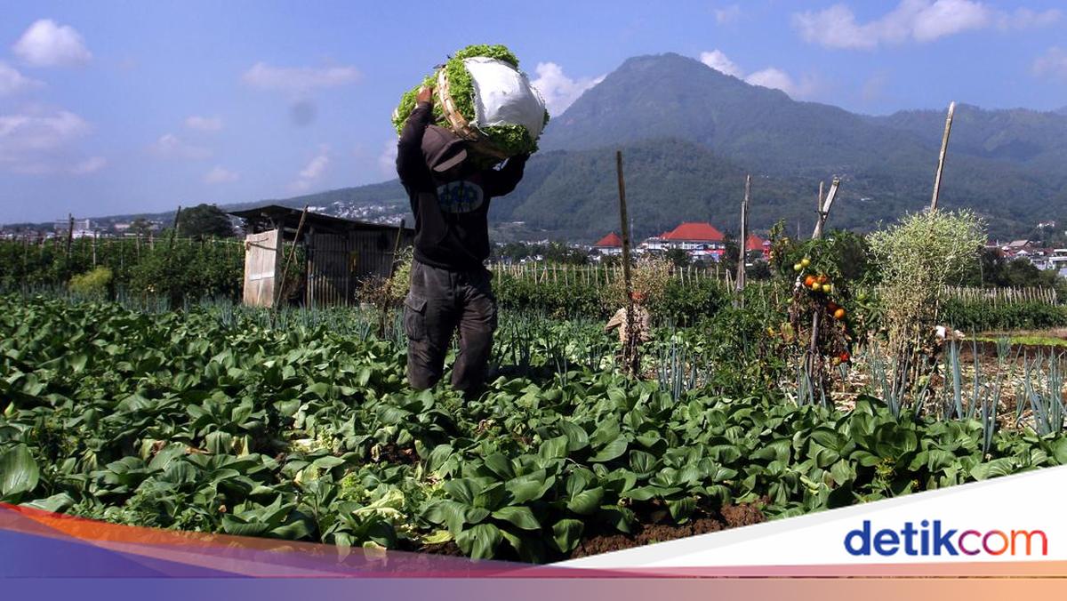 Panen Selada Warnai Kota Batu, Hortikultura Tumbuh Pesat