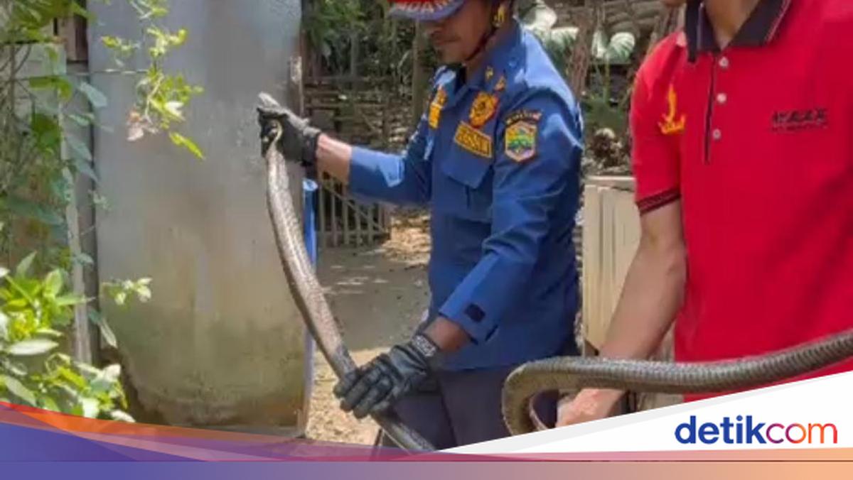 Ngeri! Warga Ciamis Kaget Ada King Kobra 3 Meter Ngumpet di Kamar Mandi