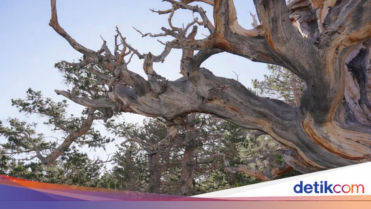 Pohon Tertua Dunia Ditebang, Usia Ribuan Tahun Sebelum Yesus