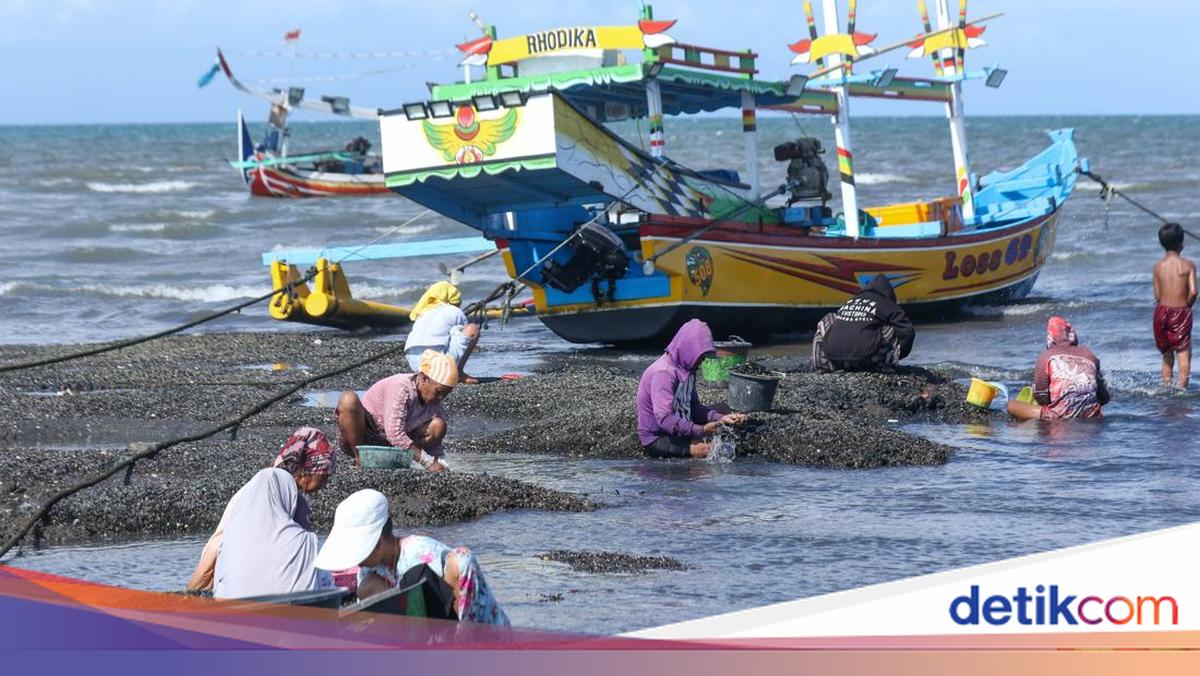 Nelayan Banyuwangi Berburu Kerang Hijau Saat Laut Surut