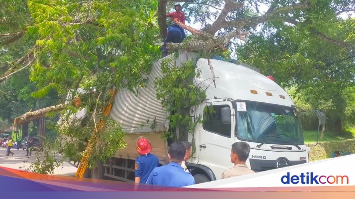 Pohon Tumbang Timpa 2 Kendaraan di Bogor, 2 Pengemudi Terluka