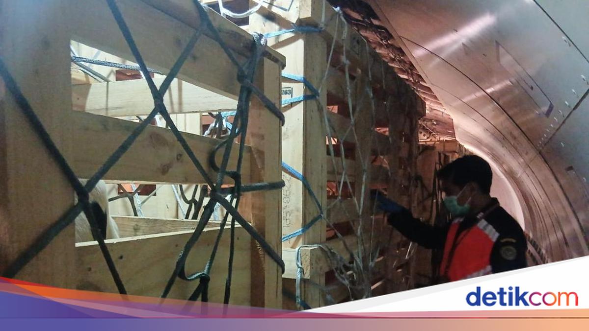 Ratusan Domba-Sapi Perah Australia Tiba di RI