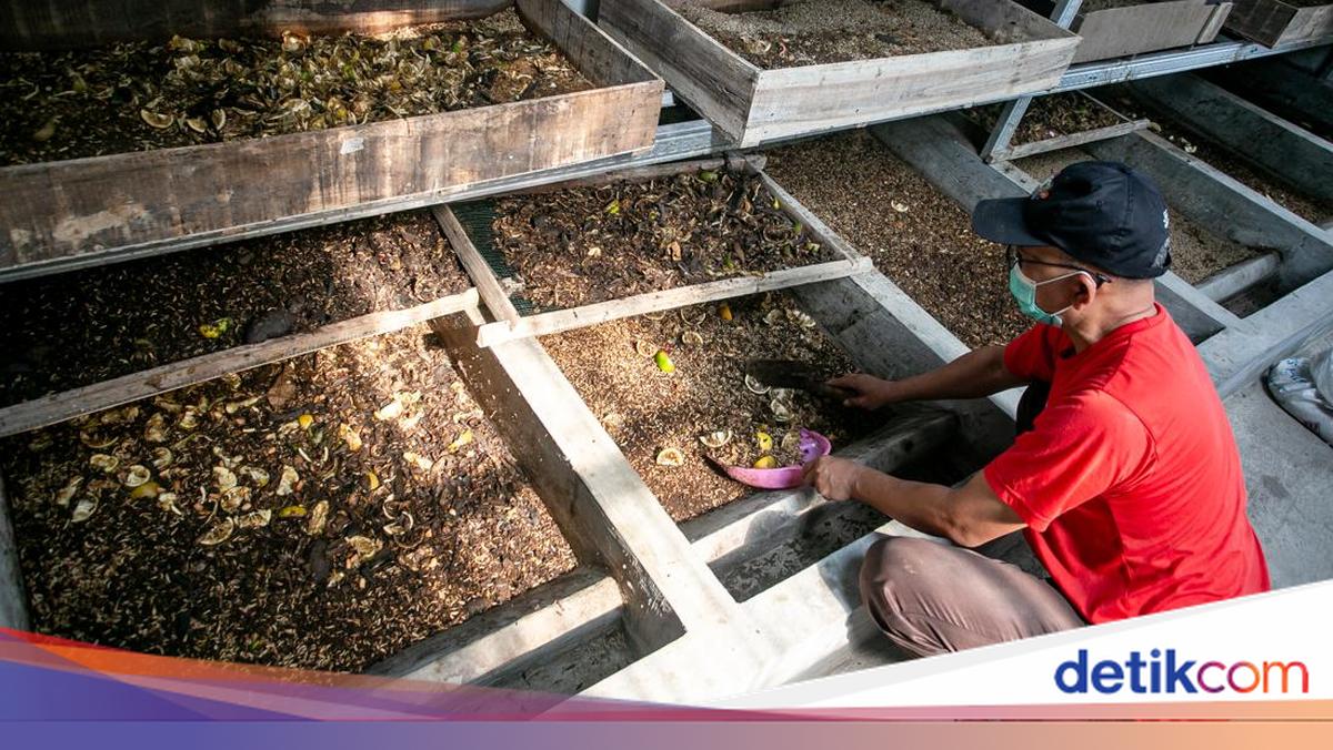Sampah Dapur Disulap Jadi Cuan, SPPG Andalkan Maggot