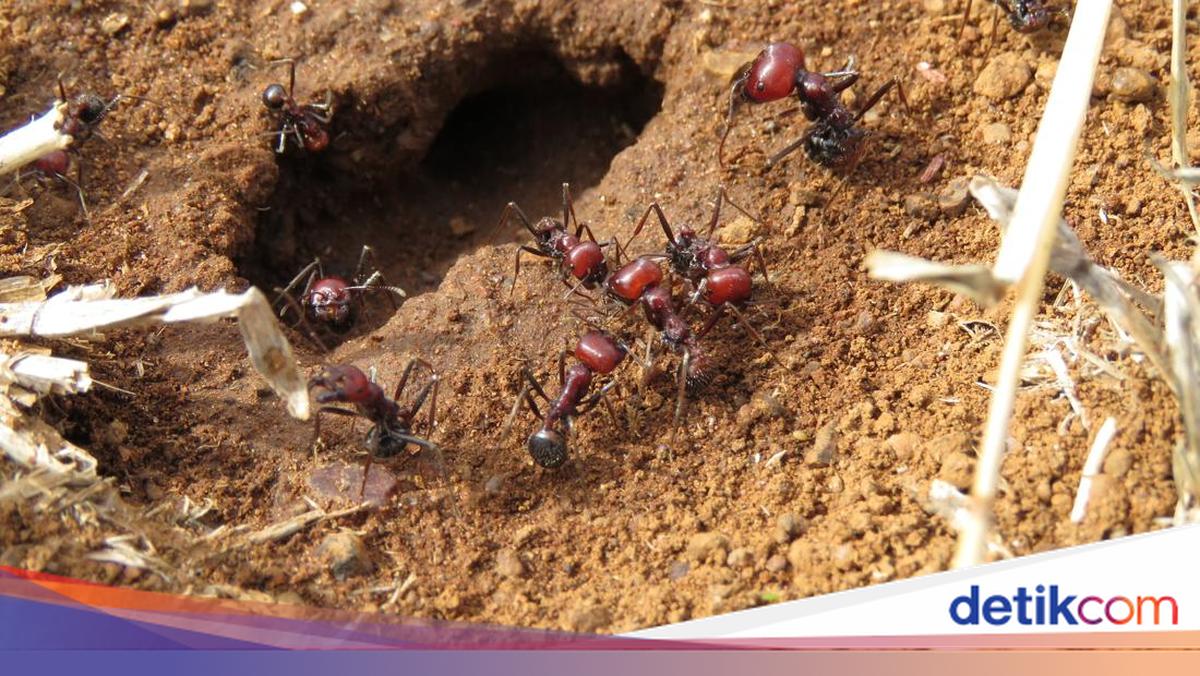 Ini Semut Istimewa, Satu Ekor Harganya Rp 3,7 Juta
