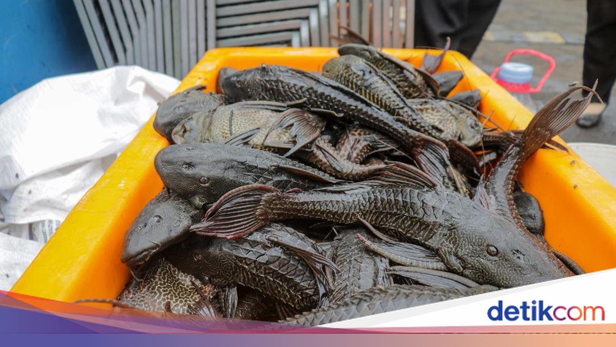 Ikan Sapu-sapu Punya Banyak Predator Alami, Tapi Tak Bisa Asal Dilawan