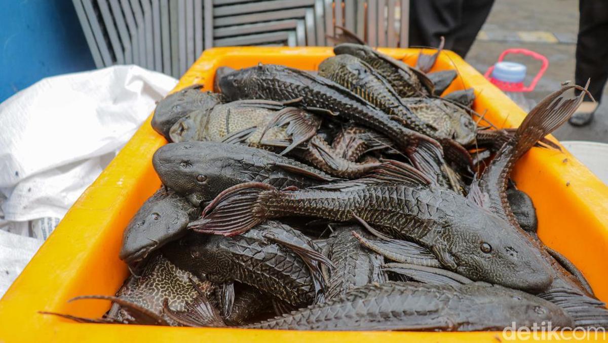 Jakarta Basmi 6,9 Ton Ikan Sapu-sapu, Benarkah Berisiko Picu Kanker?