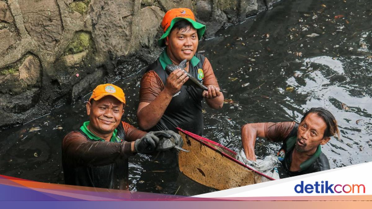 KKP Mau Revisi Aturan untuk Kendalikan Populasi Ikan Sapu-sapu