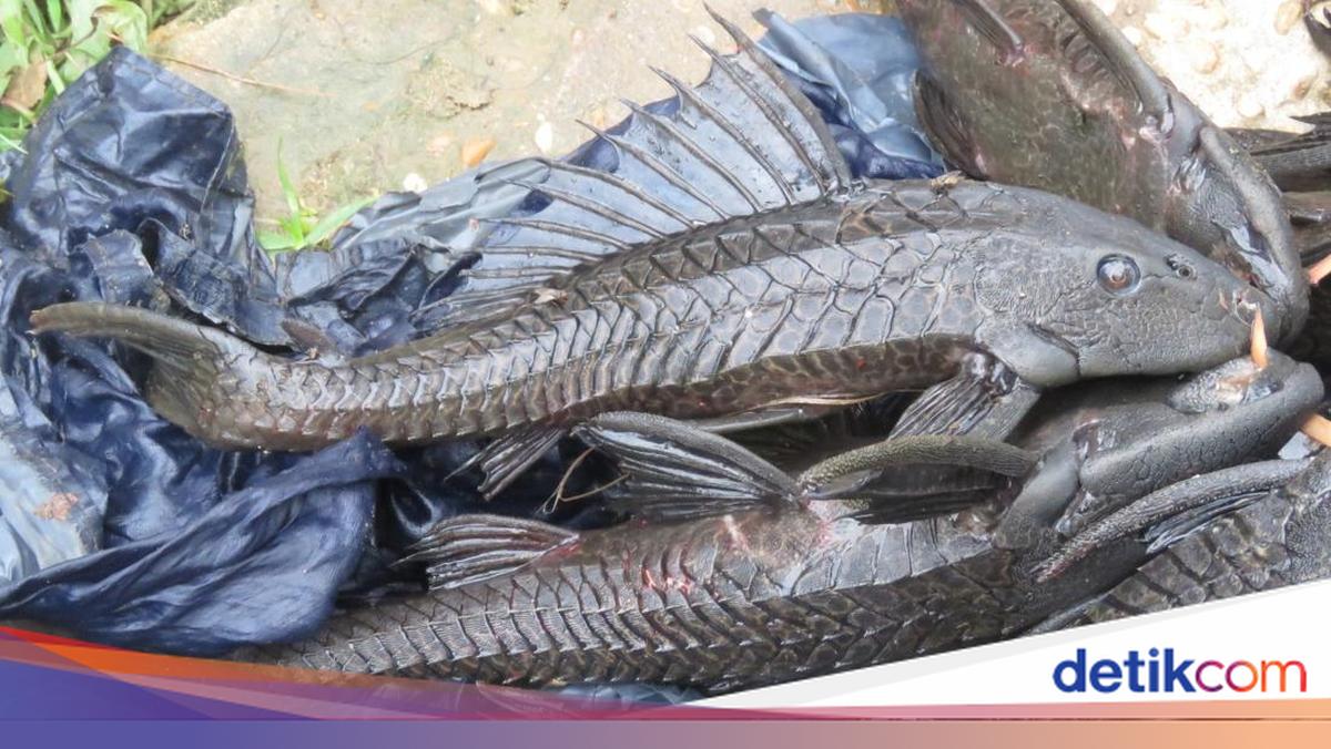 Aneka Hewan Lokal yang Makan Ikan Sapu-sapu, Harapan Itu Ada