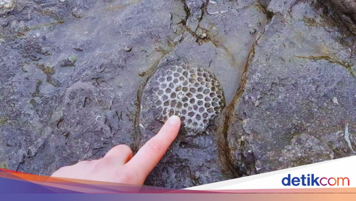 Hewan Tertua di Bumi Ditemukan, Usianya Hampir 900 Juta Tahun