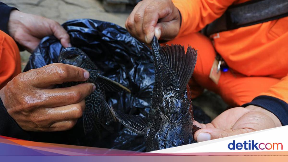 Rano Karno Ungkap Usulan Ikan Sapu-sapu Diolah Jadi Arang Seperti di Brasil