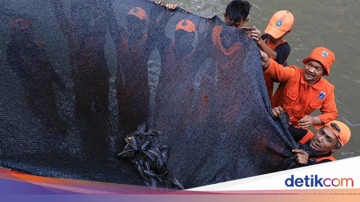 Ada Saran dari Susi, Pemprov DKI Kaji Metode Terbaik Atasi Ikan Sapu-sapu