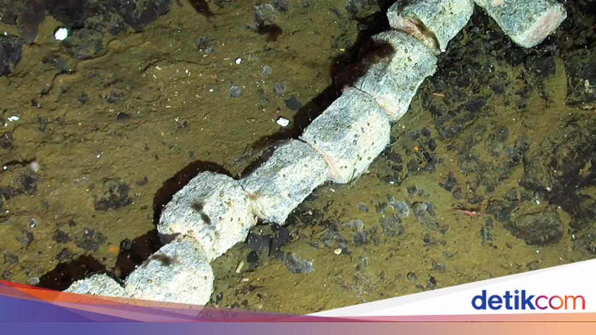 Bangkai Paus di Kedalaman 1,4 Km Ungkap Misteri Laut Dalam