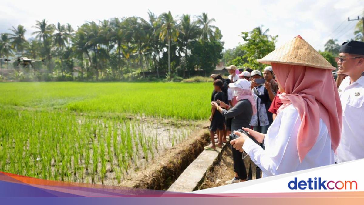 Produksi Padi Banyuwangi Tembus 160 Ribu Ton di Januari-Maret 2026
