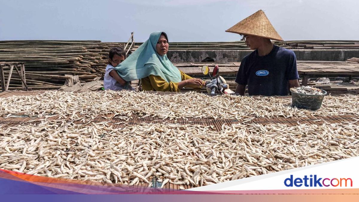 Cuaca Cerah Jaga Harga Ikan Teri Tetap Stabil