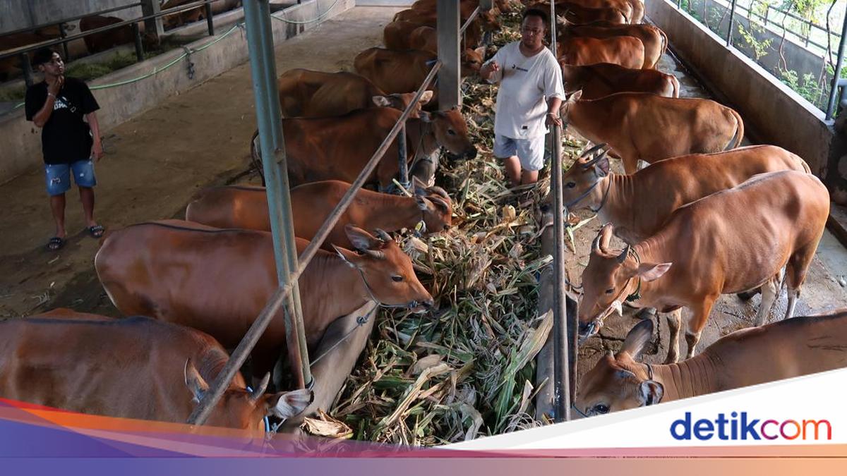 Genjot Populasi Sapi Lokal, Pemerintah Andalkan Inseminasi Buatan