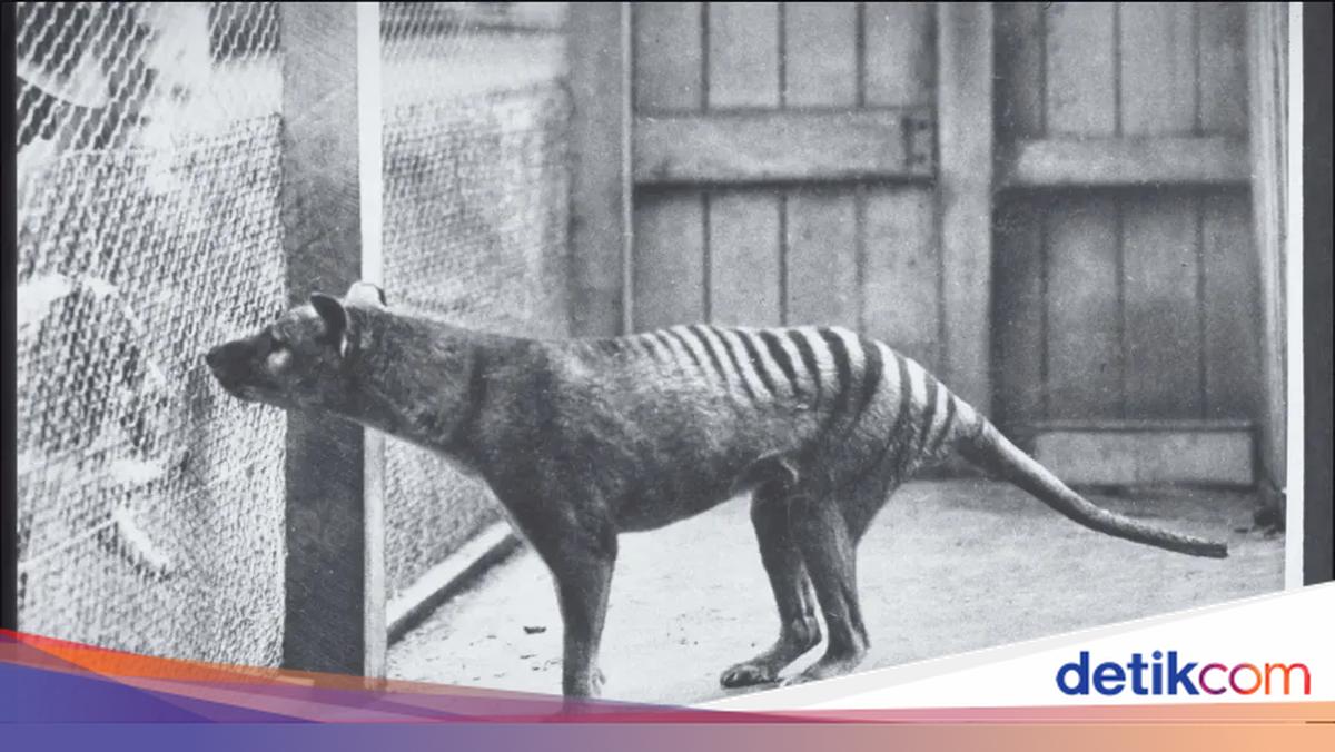 Thylacine: Kepala Serigala, Badan Harimau, Berkantong Mirip Kanguru