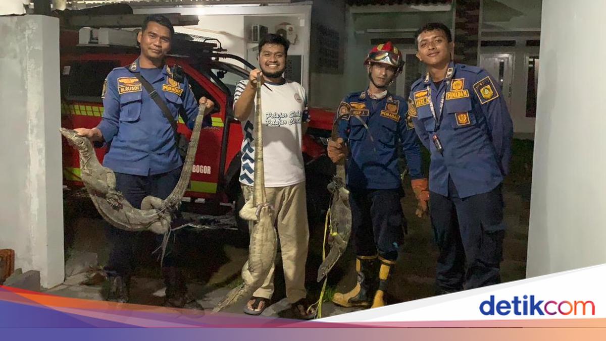 Bruk! 3 Biawak Jatuh di Plafon Rumah Warga Bogor, Damkar Turun Tangan