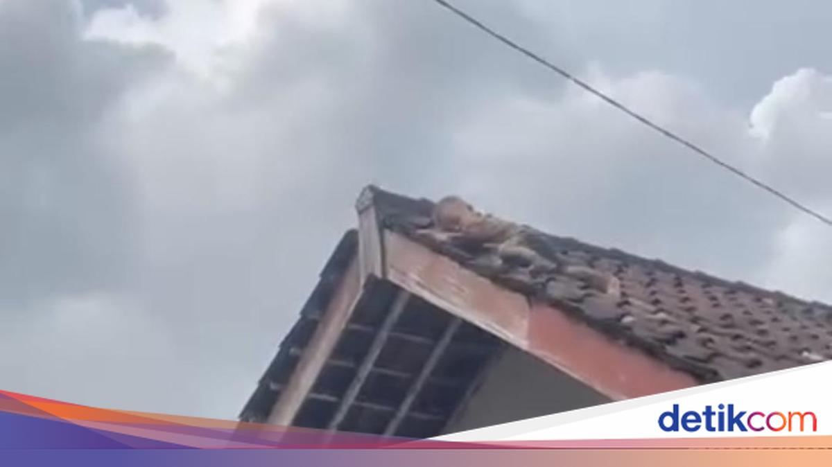 Heboh Balita di Lombok Merayap di Atas Genteng Rumah, Warga Histeris