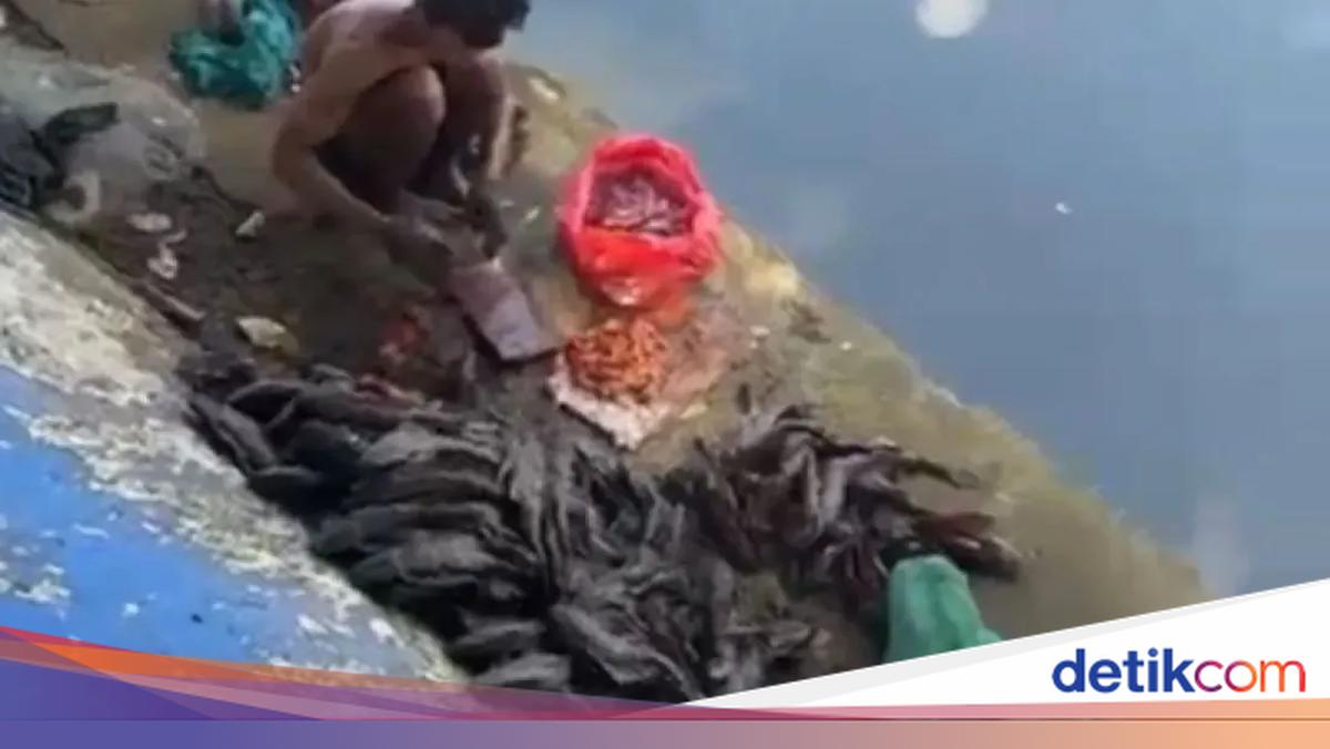 Cari Ikan Sapu-sapu Buat Dijual, 5 Pria di Jakpus Diamankan Satpol PP