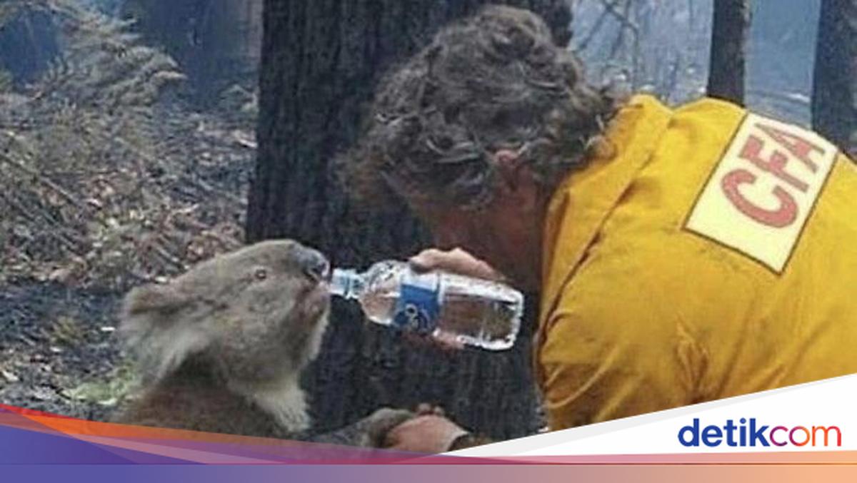 Foto Hewan Ikonik yang Viral di Dunia, Bikin Haru hingga Ngakak